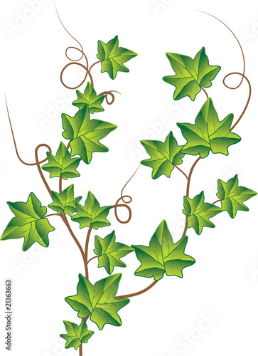 Green ivy. Vector Illustration   Awaiting validation.