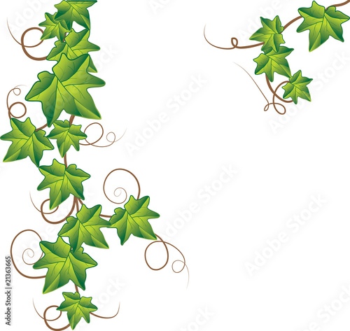 Green ivy. Vector Illustration