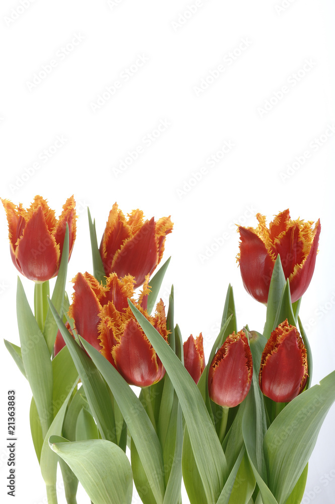 Naklejka premium Blumenstrauss Rote Fransentulpe