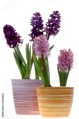 Hyazinthen Hyacinthus orientalis im Keramiktopf