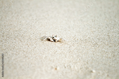 crab crawls at the fine sandy beach