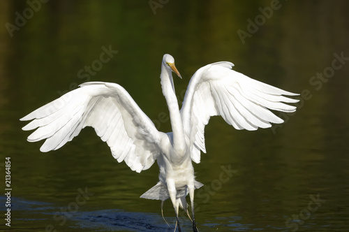ardea alba, great egret