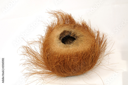Vászonkép coconut