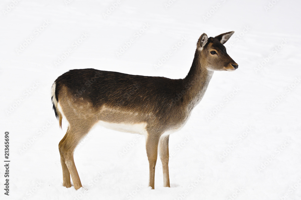 beautiful roe deer in the woods beautiful roe deer in the woods