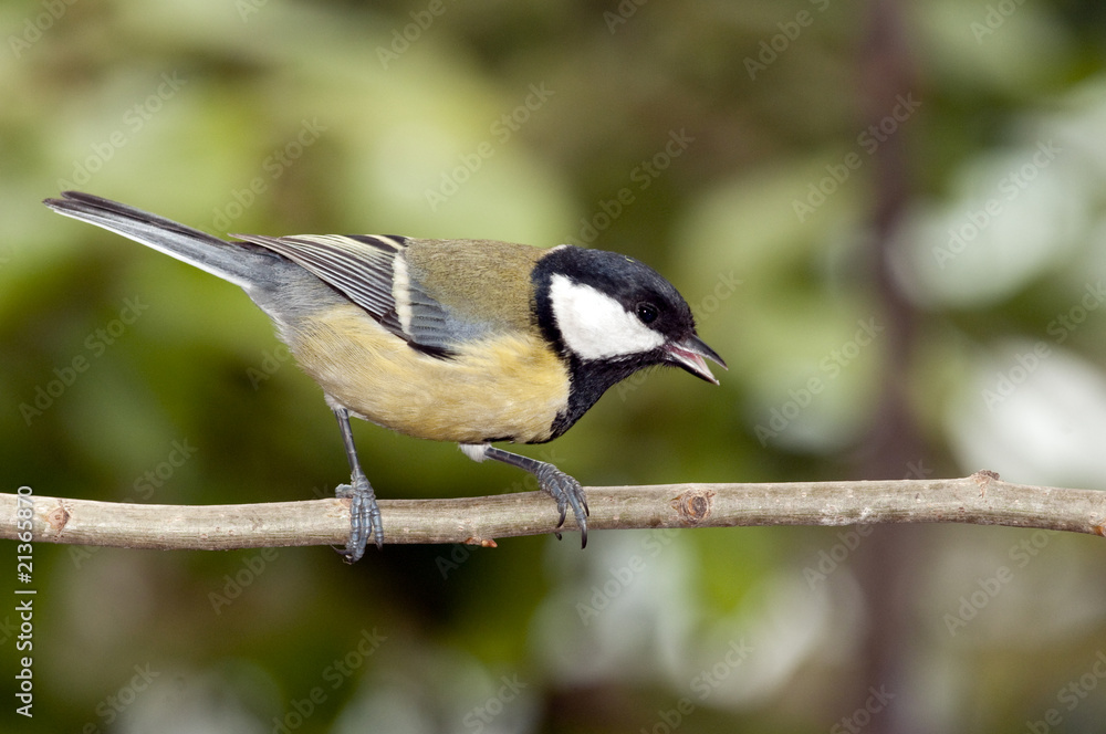 Fototapeta premium Cinciallegra