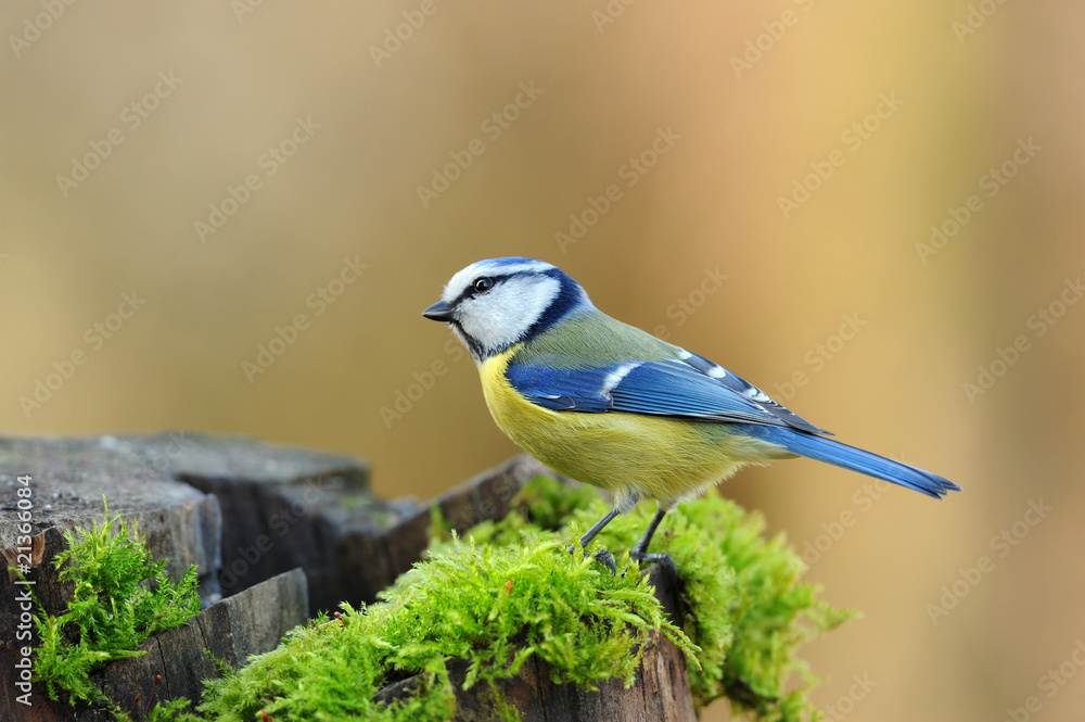 Fototapeta premium Blaumeise 104