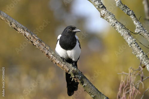 Fotografi european magpie, pica pica