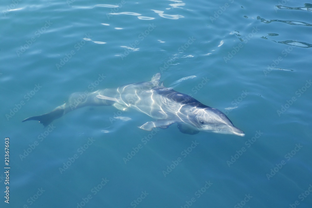 Fototapeta premium Clever dolphin swimming in blue turquoise water, beauty