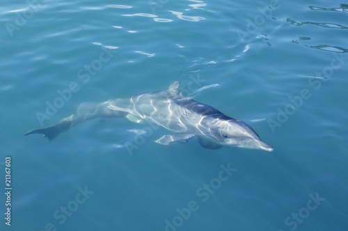 Clever dolphin swimming in blue turquoise water, beauty