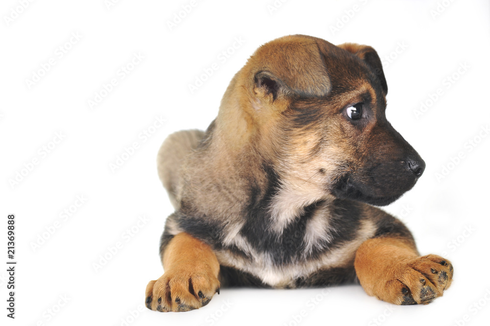 Obraz premium brown dog