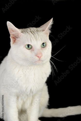 white domestic cat © Denis Tabler
