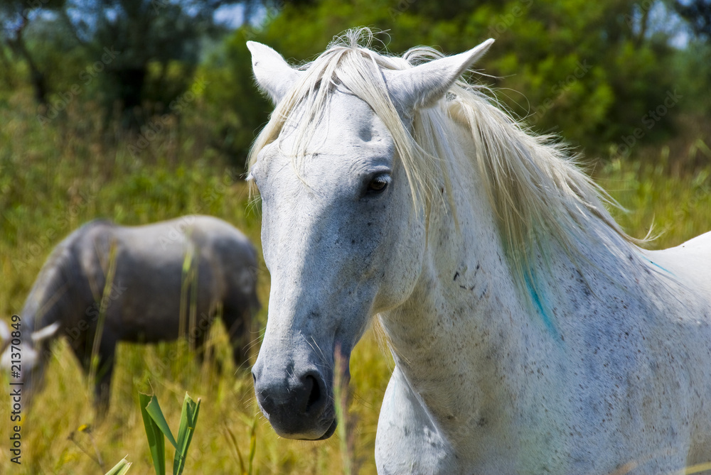 Obraz premium Camarguais sauvages dans un pré