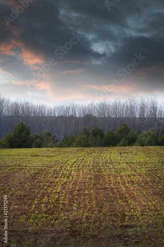 Fototapeta Naklejka Na Ścianę i Meble -  Agriculture field