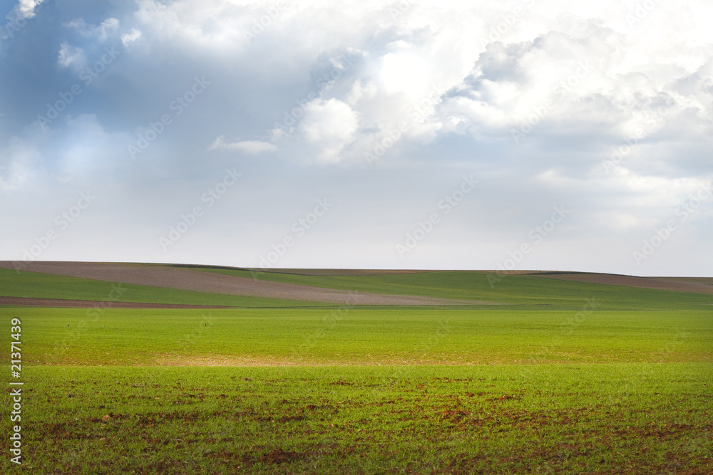 Fototapeta premium Agriculture field