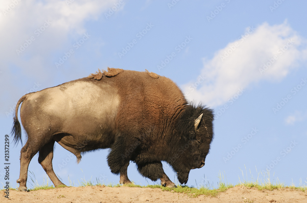 Iconic American Buffalo