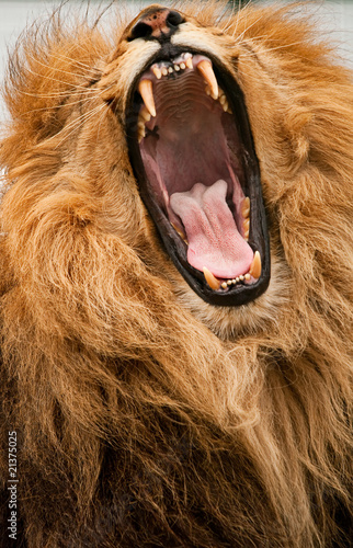 Lion roar showing teeth