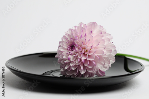 Chrysanteme auf dem Teller photo