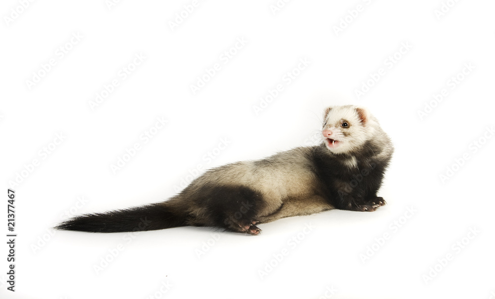 Ferret 11