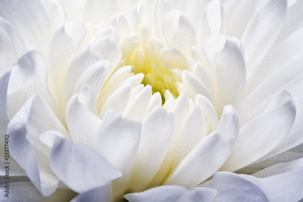 Fototapeta premium Chrysanthemum