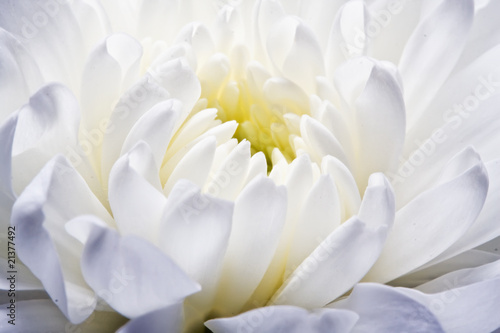 Chrysanthemum © Sailorr