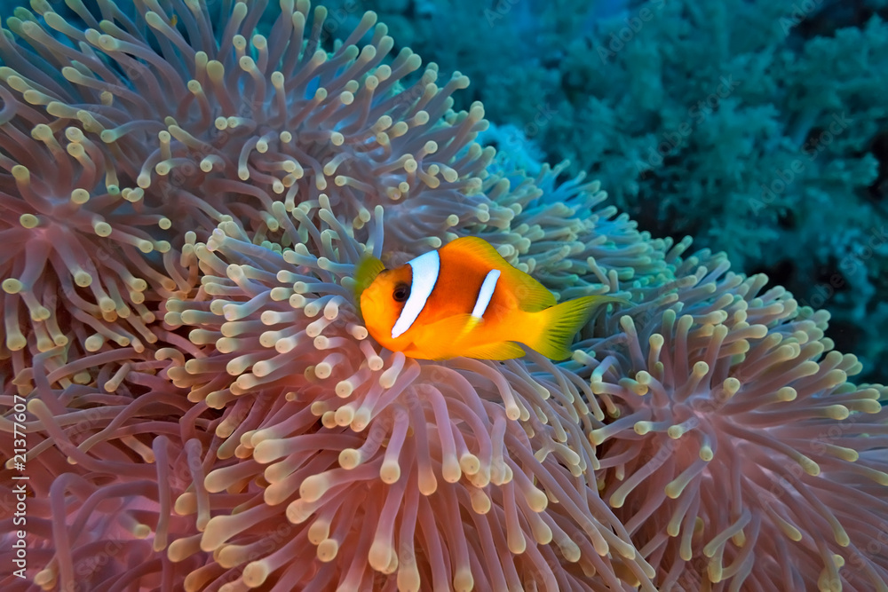 Clownfish