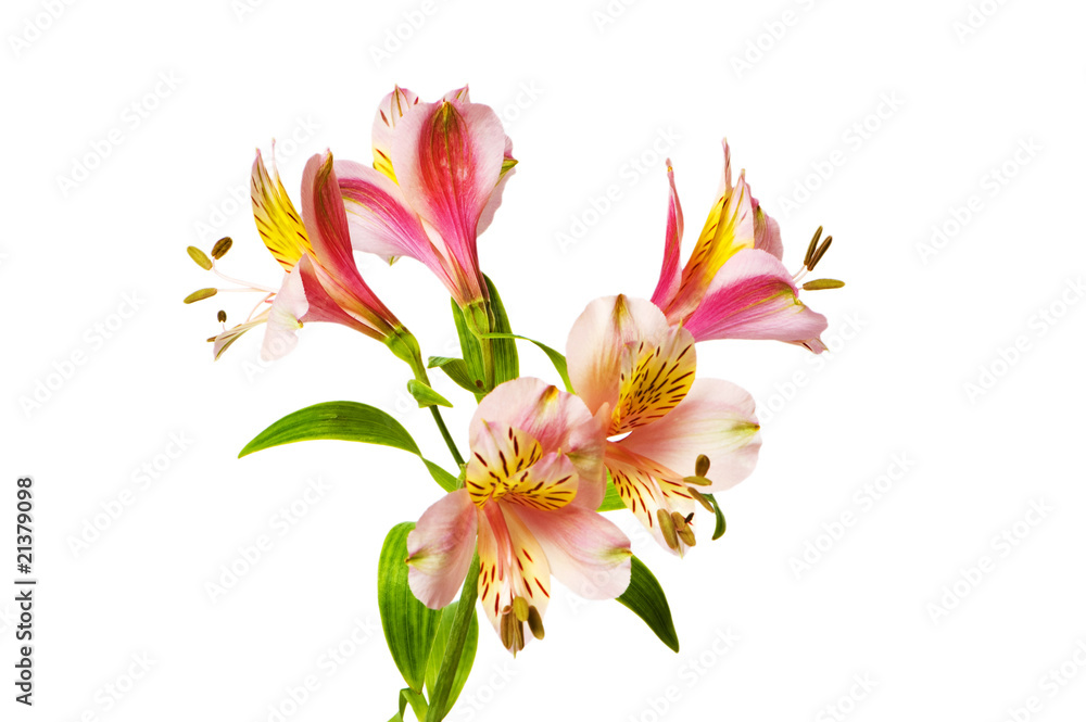 Colourful lilies isolated on the white background Colourful lilies isolated on the white background