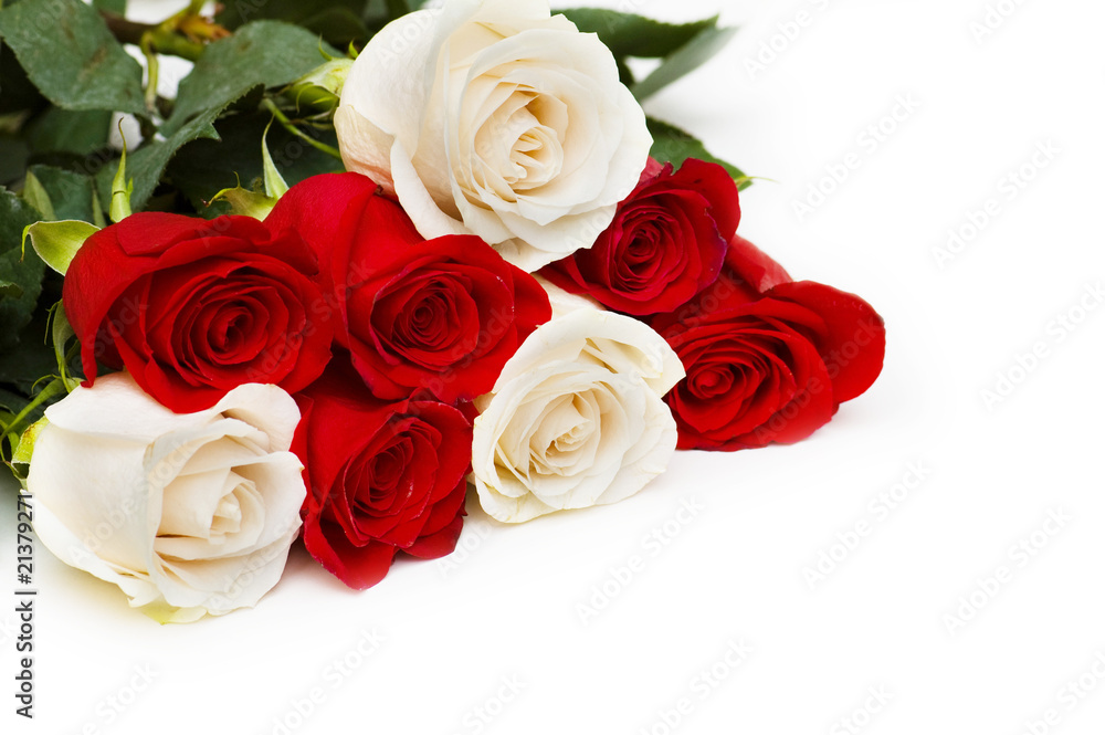 Naklejka premium Red and white roses isolated on white