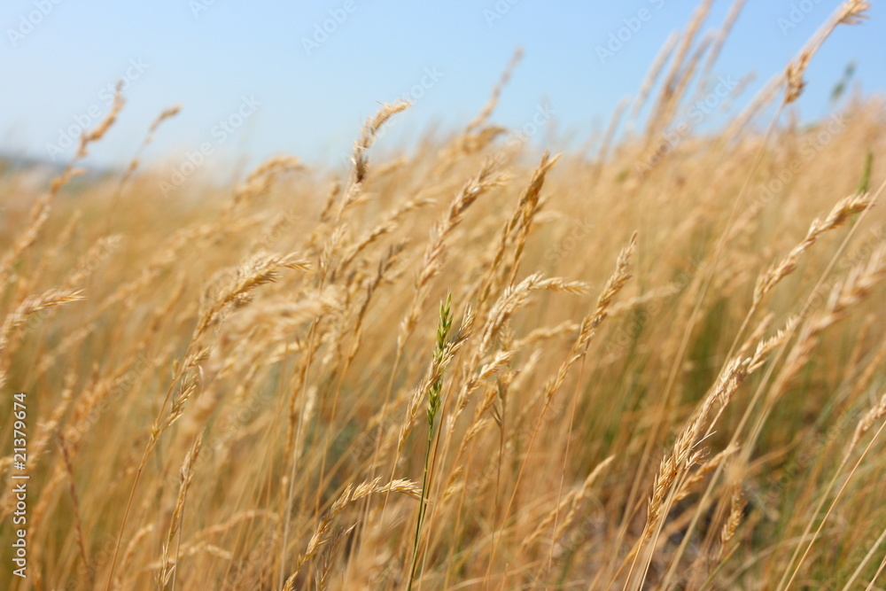 Fototapeta premium Ripe cereal spikes against a blue sky in steppe
