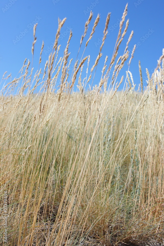 Fototapeta premium Ripe cereal spikes against a blue sky in steppe