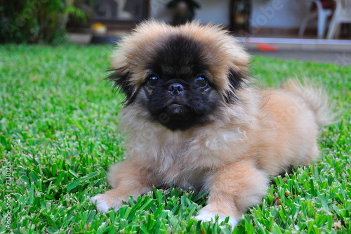 Portrait D Un Chiot Pekinois Stock Photo Adobe Stock