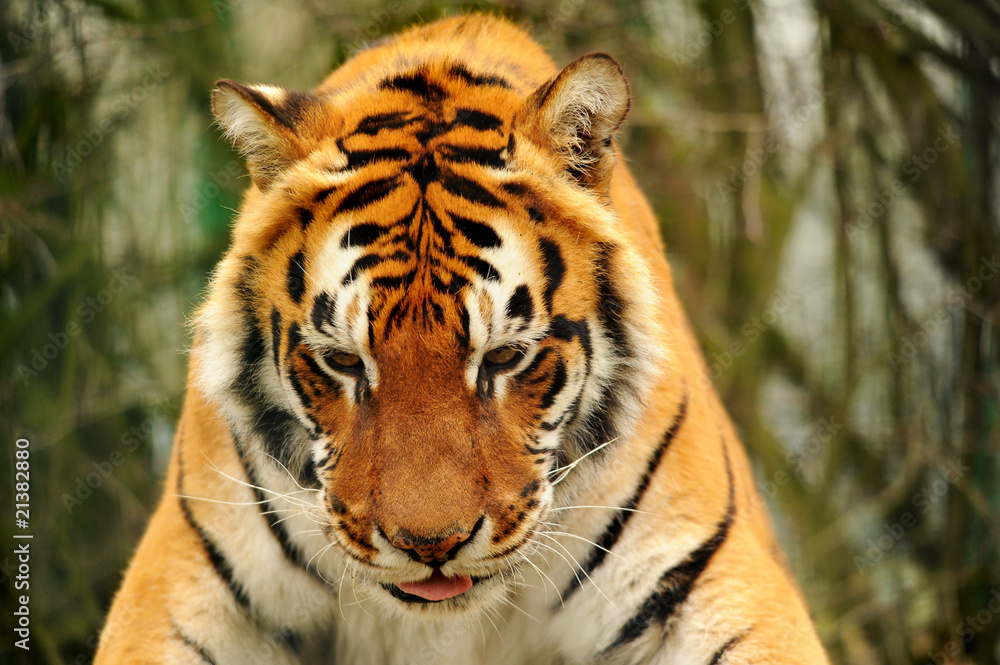 Fototapeta premium Tiger