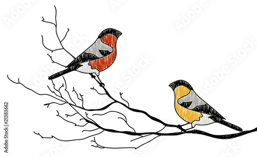 Bullfinch couple