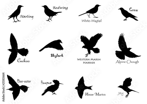 Silhouettes of birds photo