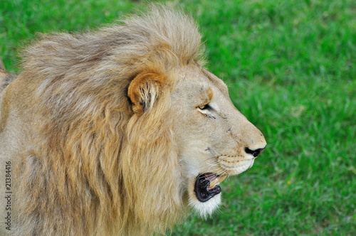 Portrait d'un lion.