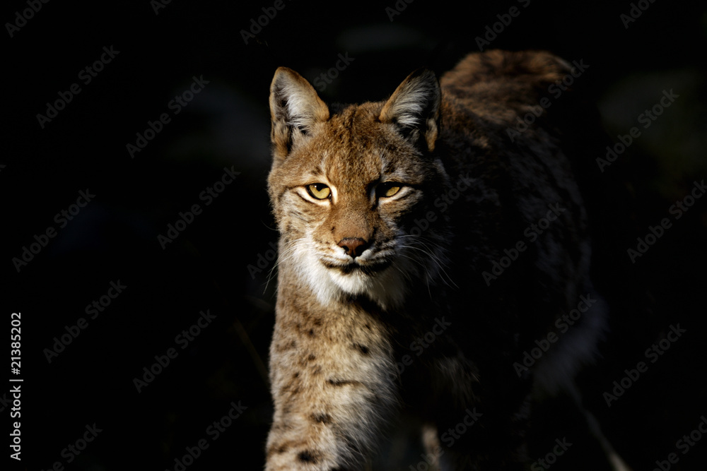 Obraz premium lynx lynx