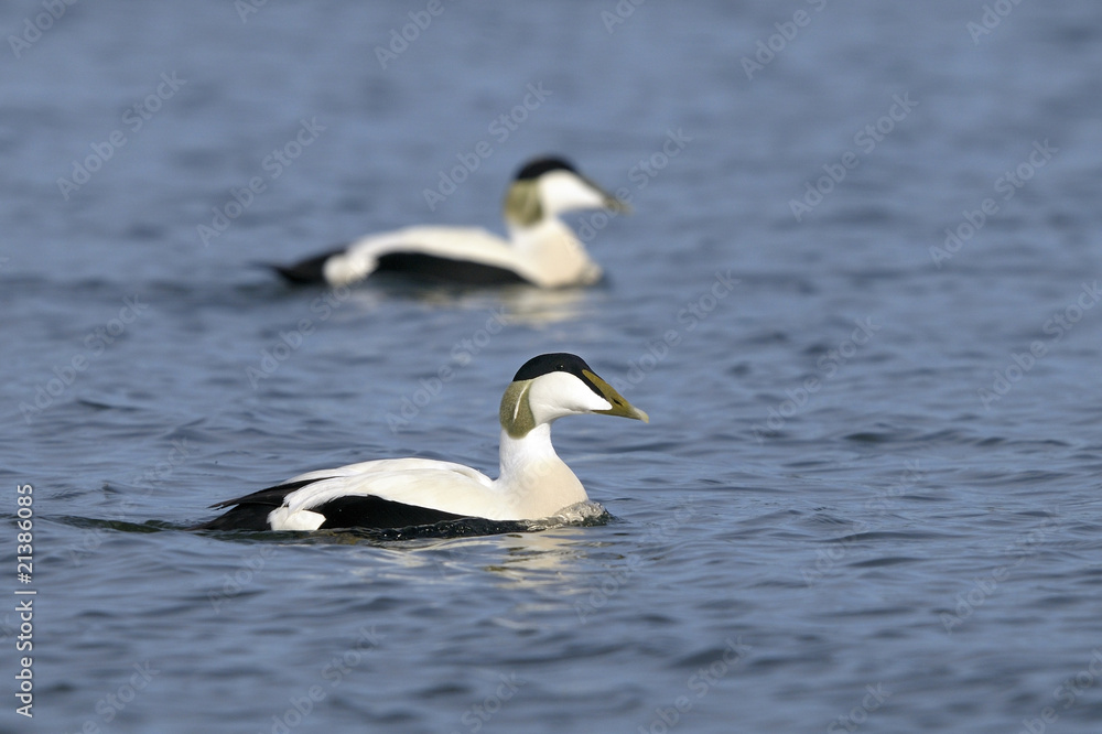 common eider, somateria mollissima common eider, somateria mollissima