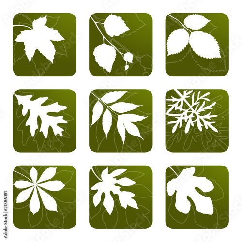 Set of Leaves