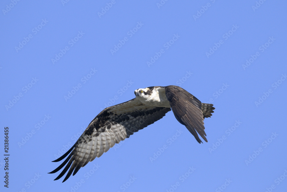 Obraz premium osprey, pandion haliaetus