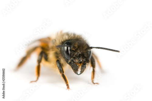 Lonely bee © Caroline Devulder