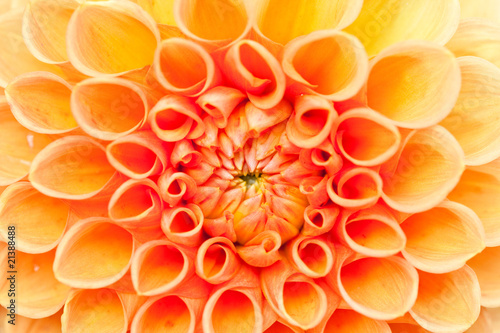 Macro view of orange flower dahlia © Alexander Kosarev