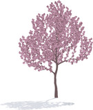 Pink Tree in spring.