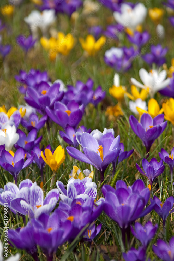 spring crocus flowers spring crocus flowers