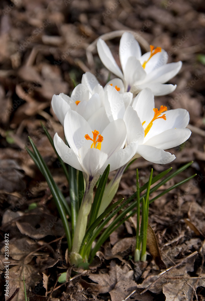 white spring crocus flower white spring crocus flower