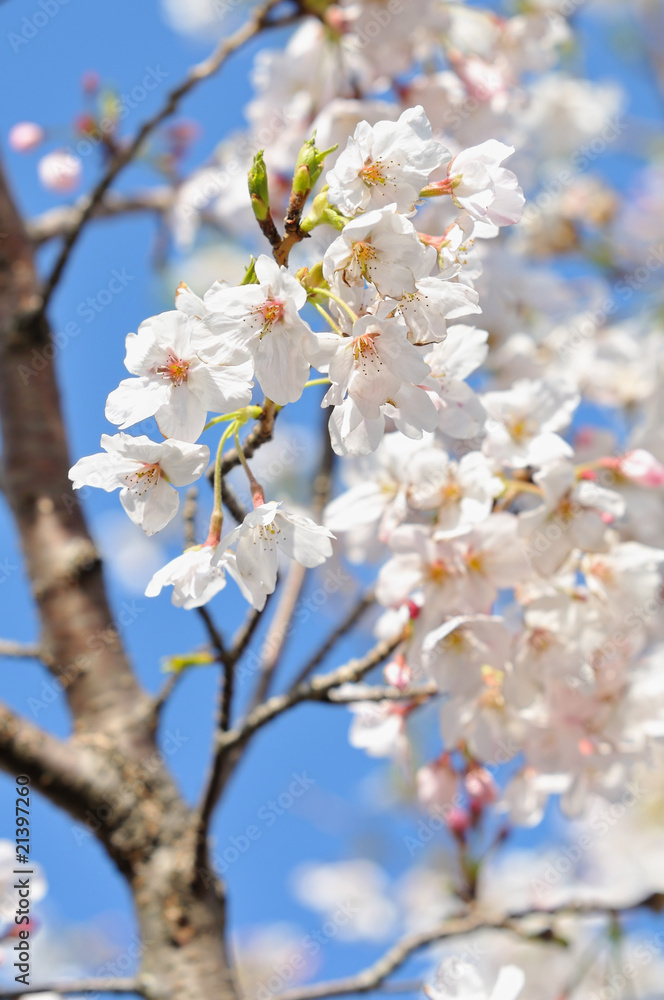 桜