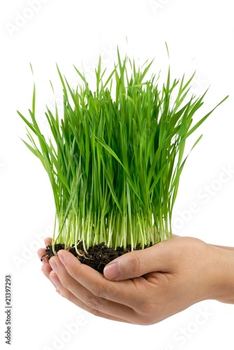 hands holding green grass
