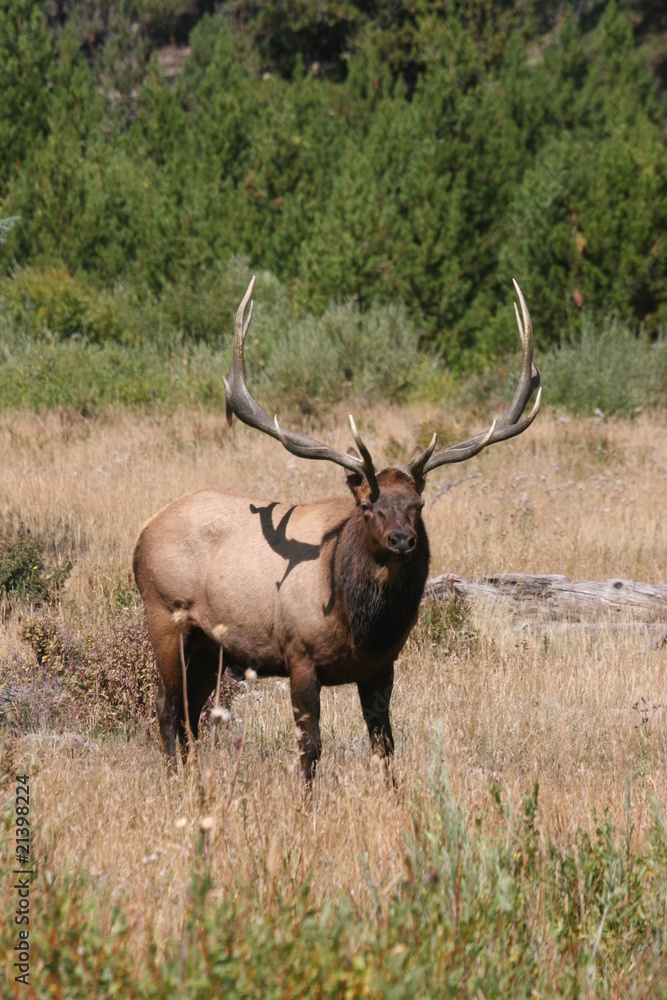 Elk