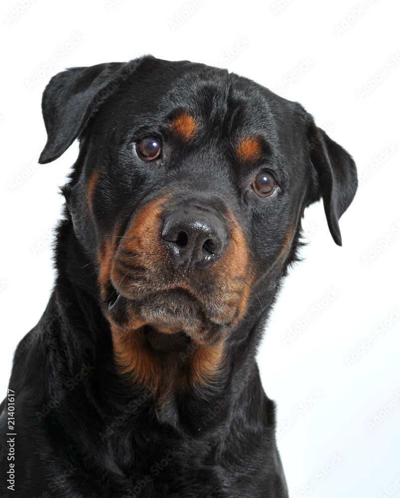 tete de rottweiler