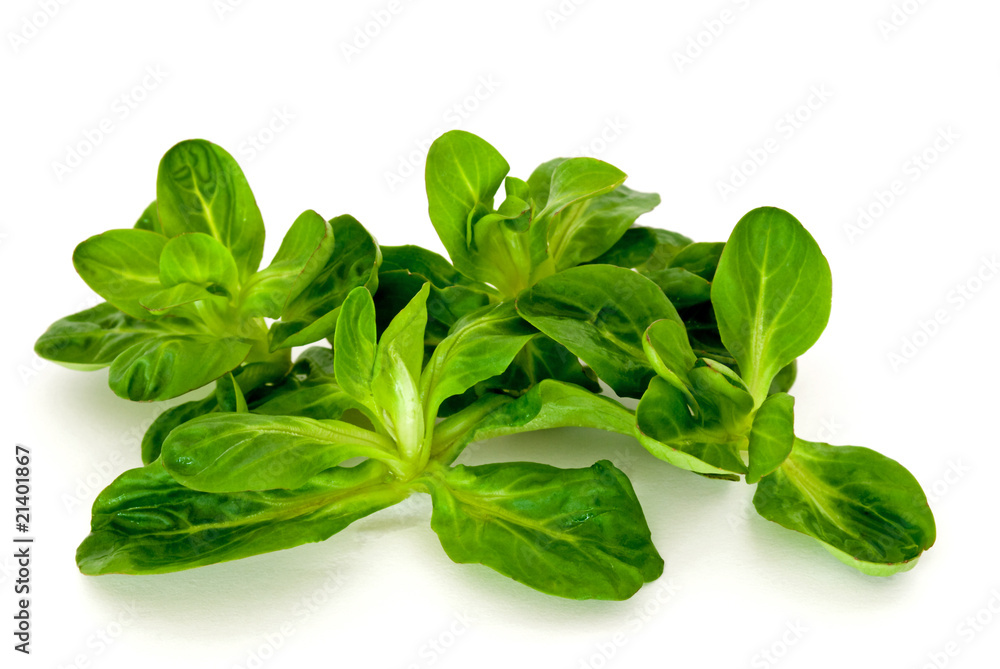 Fototapeta premium Feldsalat