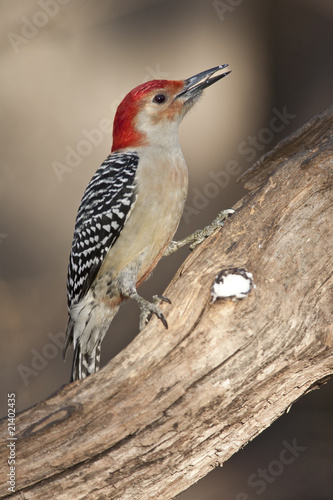 Red-bellied Woodpecker (metanerpes carolinus)