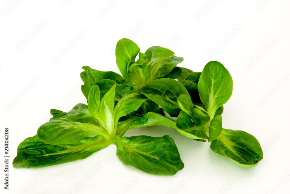 Feldsalat Feldsalat